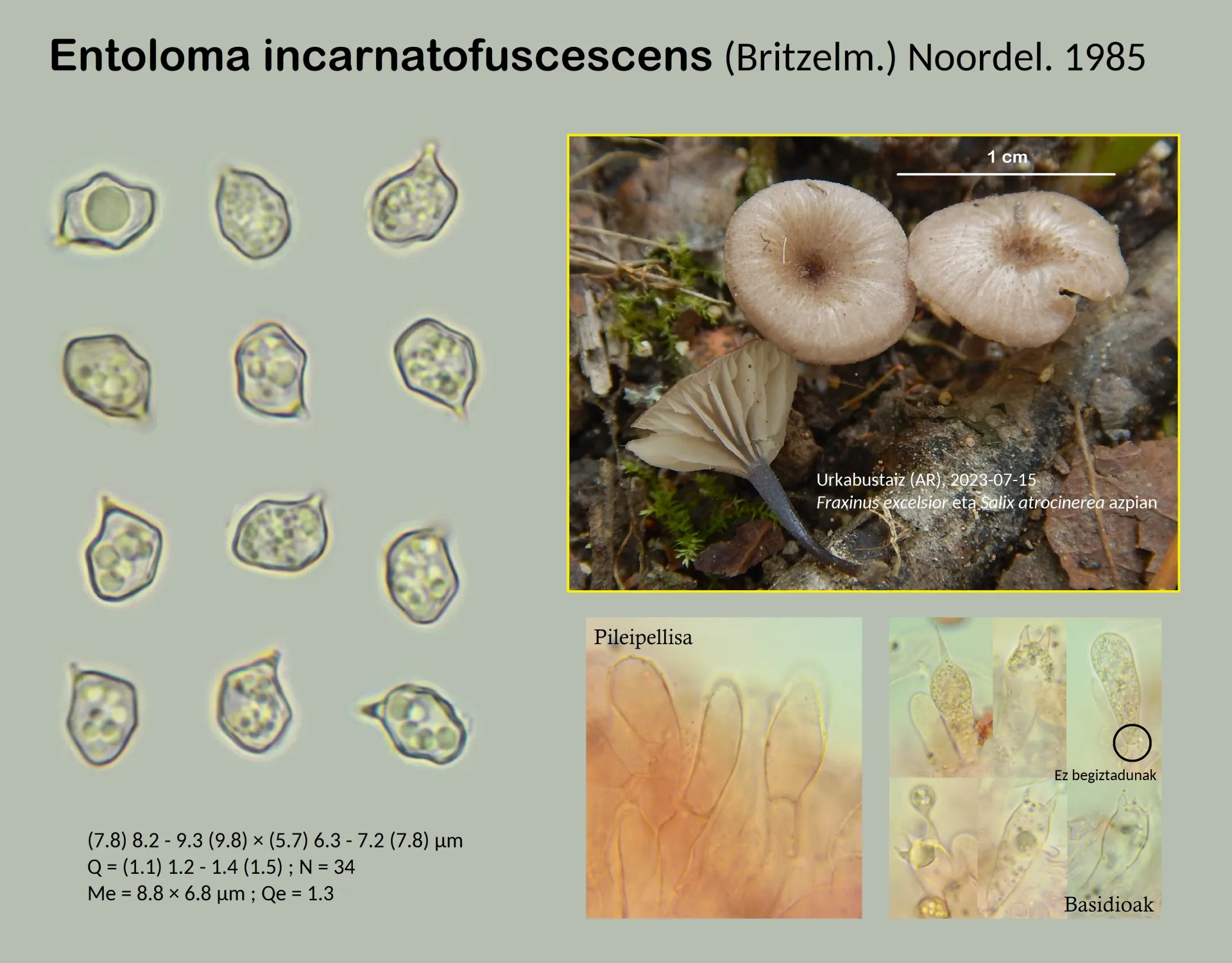 Entoloma incarnatofuscescens